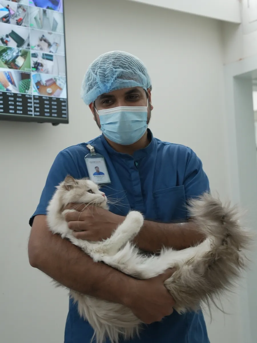 A veterinarian in scrubs and surgical cap holding a long-haired cat