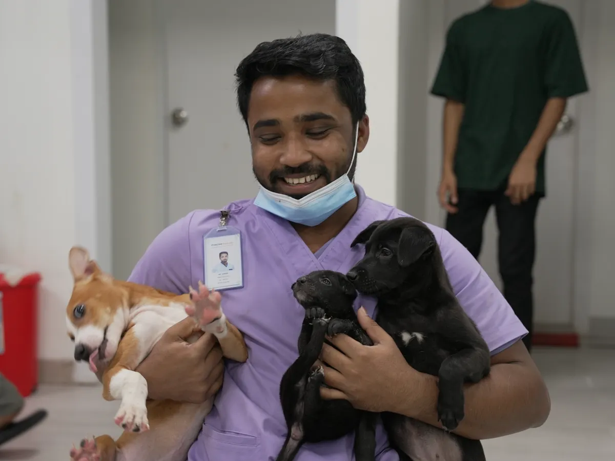 A smiling veterinarian holding three puppies