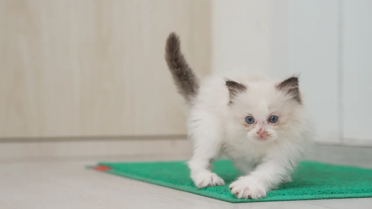 A ragdoll kitten stretching on a green mat in the consultation room
