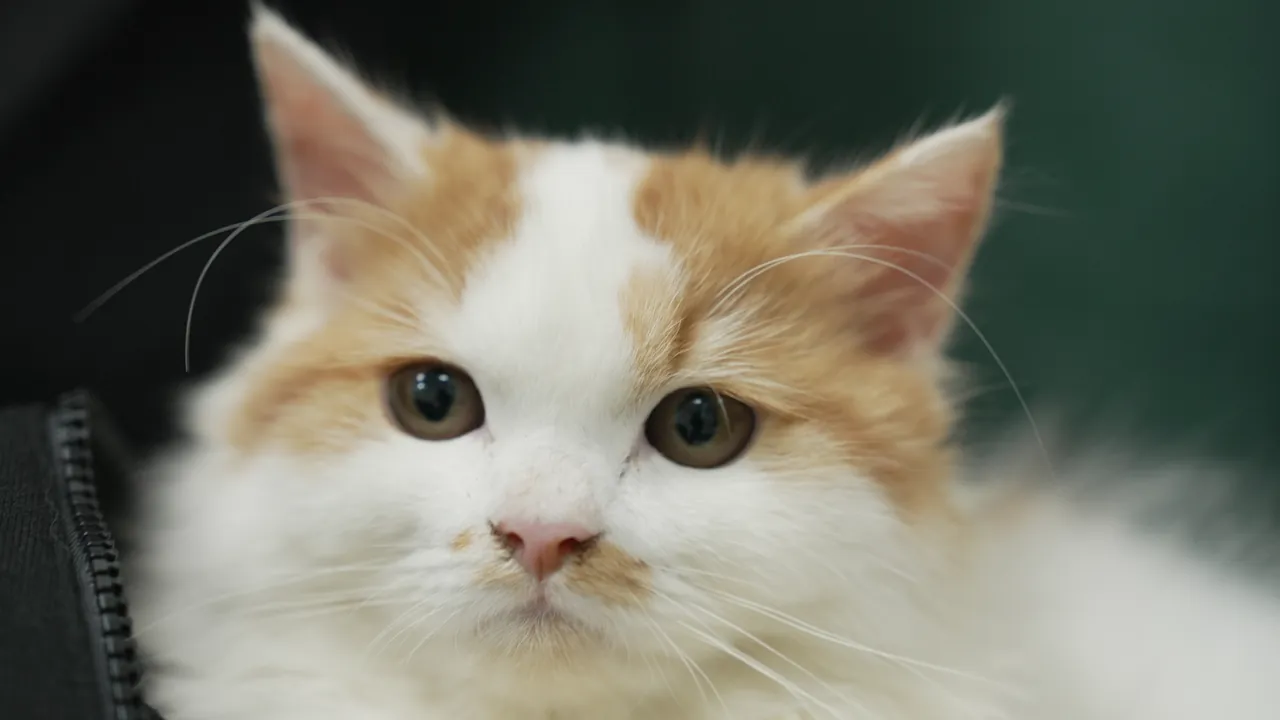 Close-up of an orange-and-white long-haired cat
