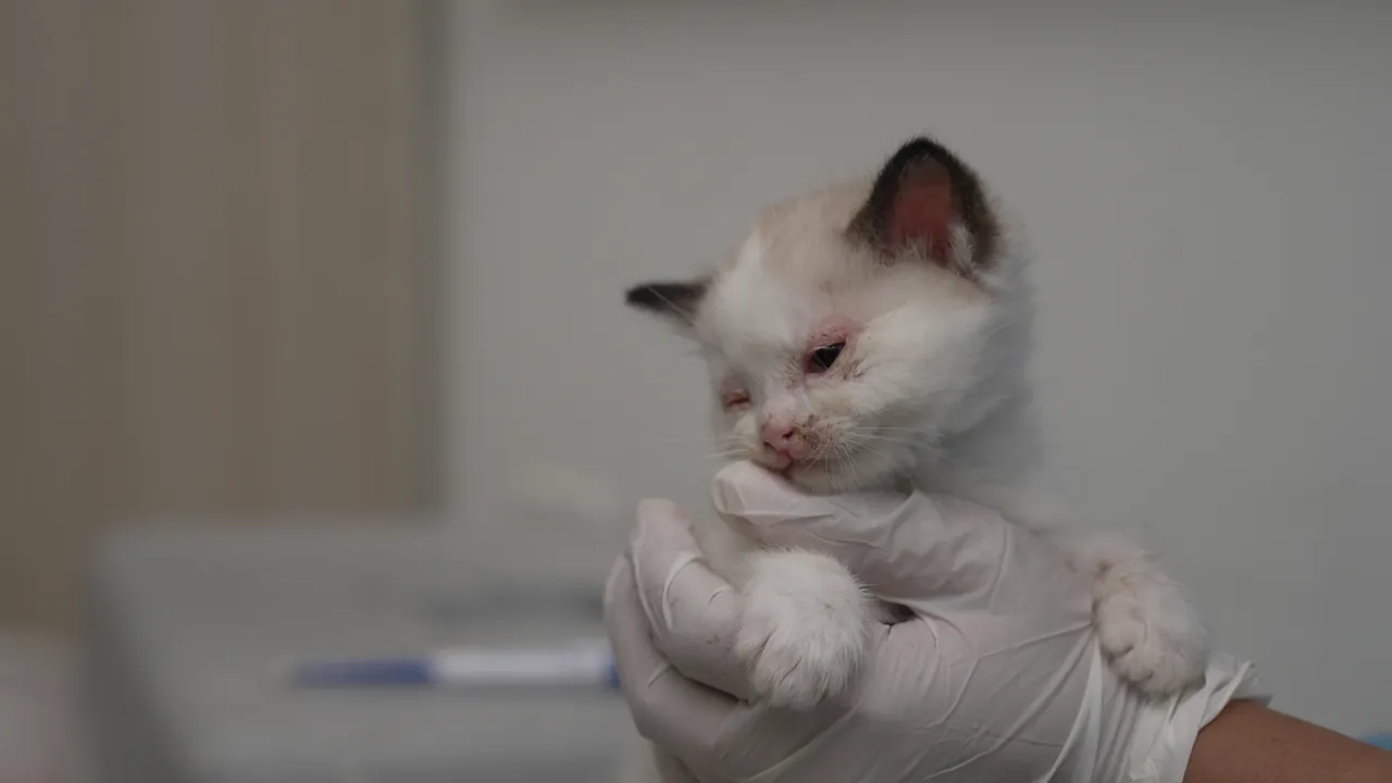 A gloved veterinarian gently holding a kitten for its vaccination