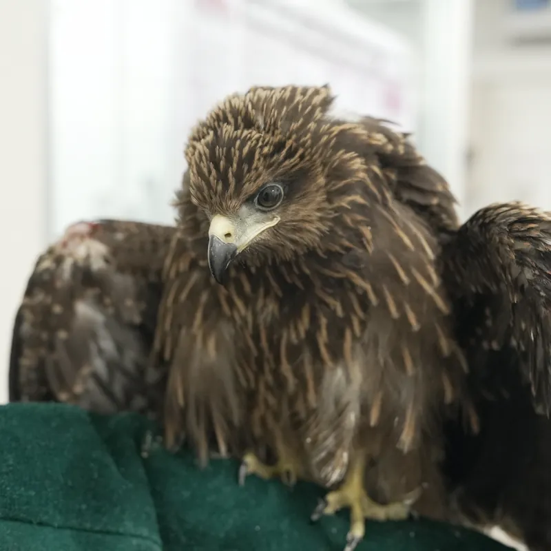A rescued kite perched on a chair in the ward