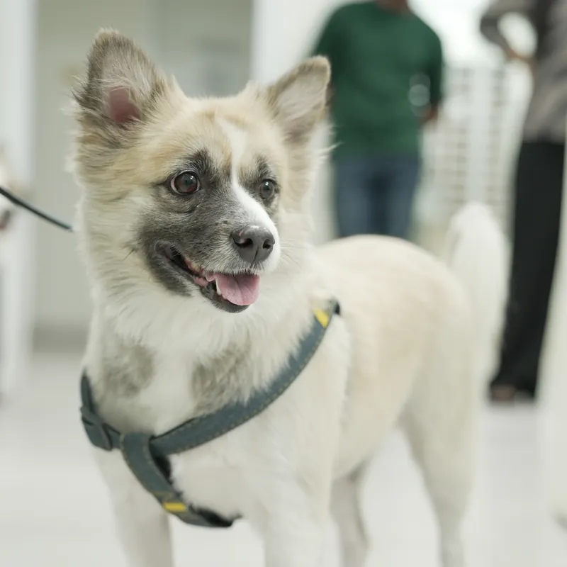 A spitz-mix dog on a harness in the hospital corridor