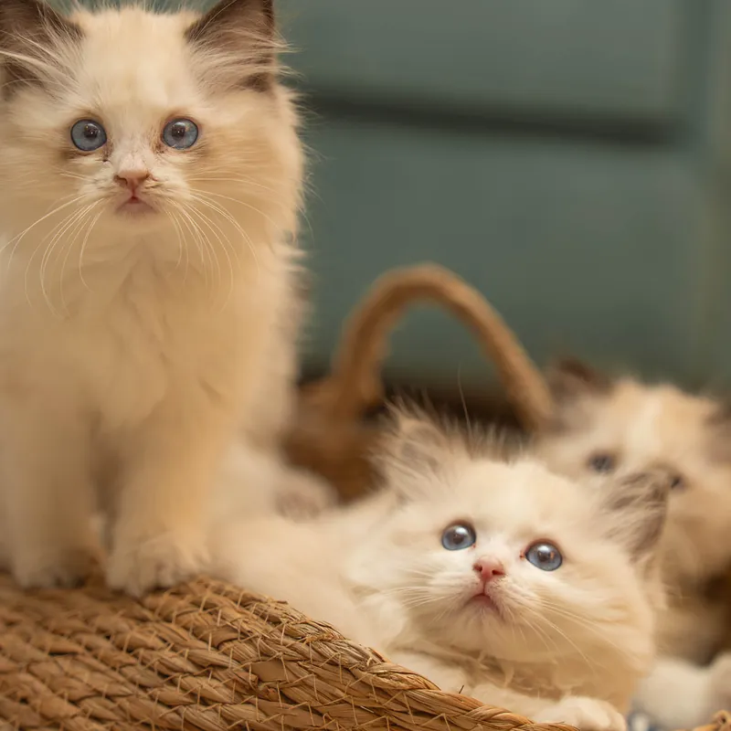 Ragdoll kittens in a wicker basket