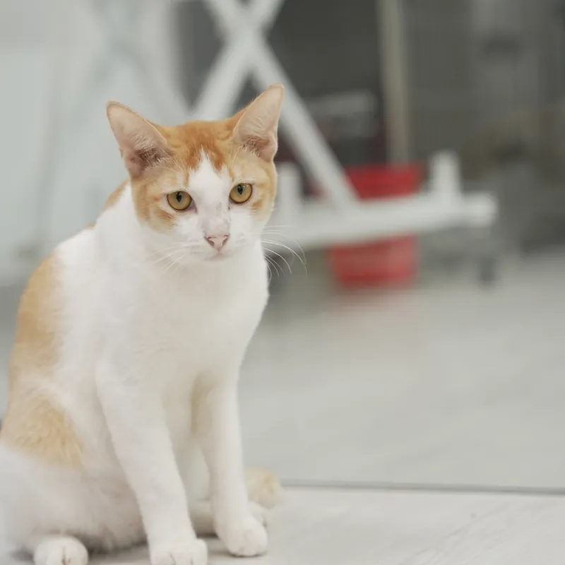 An orange-and-white cat in the consultation room