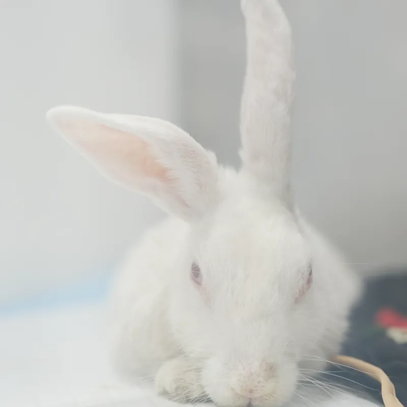 A white rabbit on the examination table
