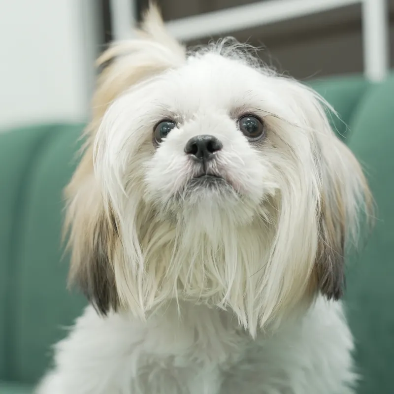 A Shih Tzu sitting on the waiting-room sofa