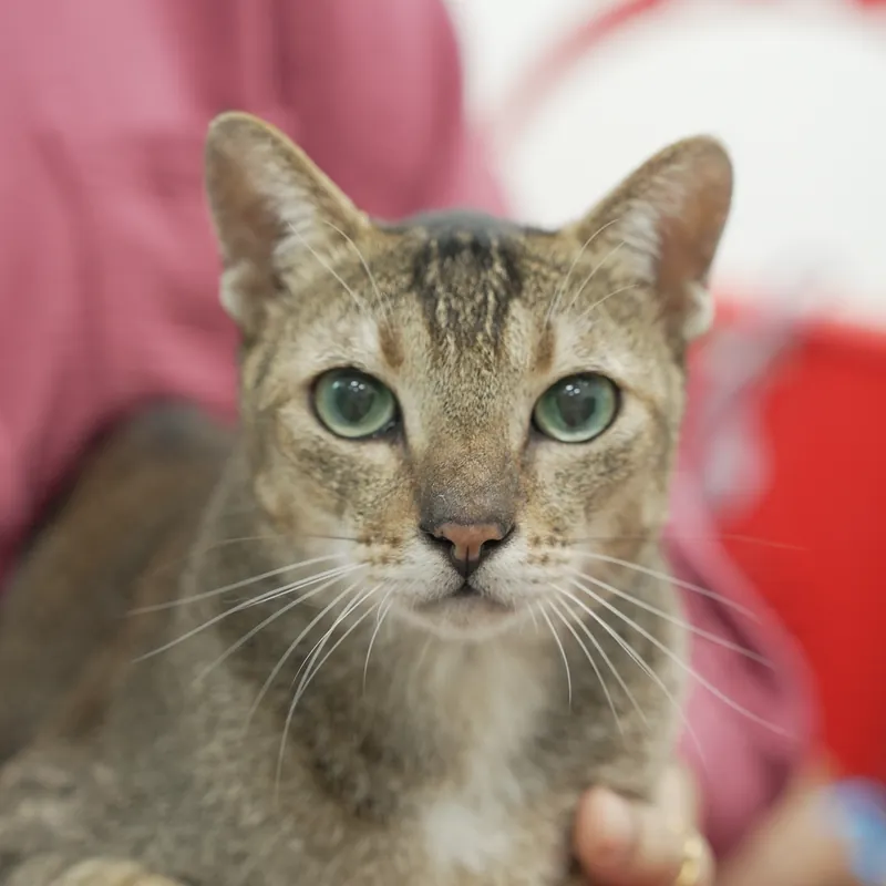 A tabby cat held by its owner