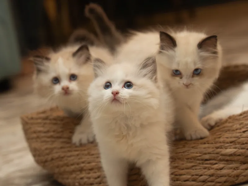 Three ragdoll kittens sitting in a wicker basket