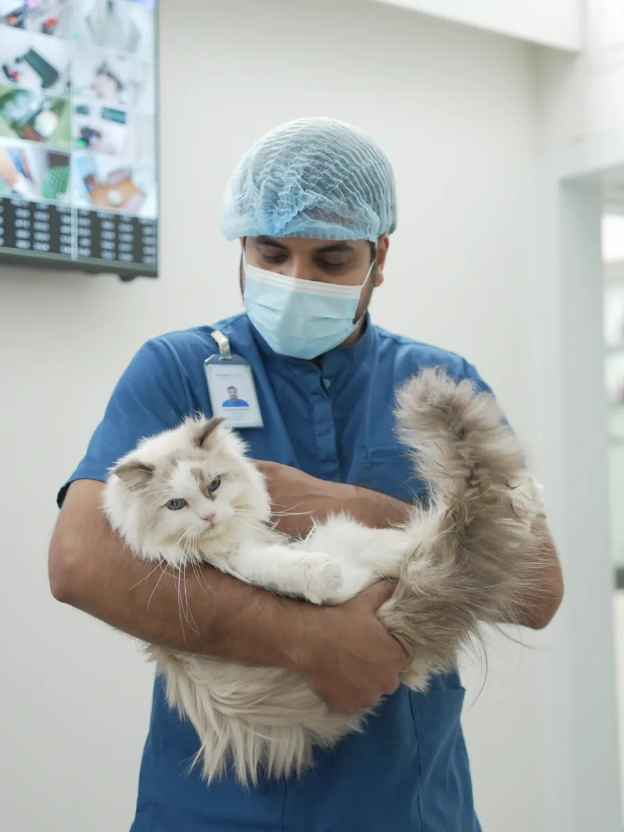 A veterinarian in scrubs holding a long-haired cat before a procedure