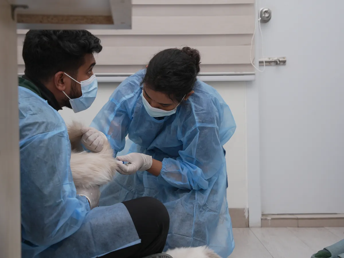 Two veterinary staff in protective gowns treating a kitten
