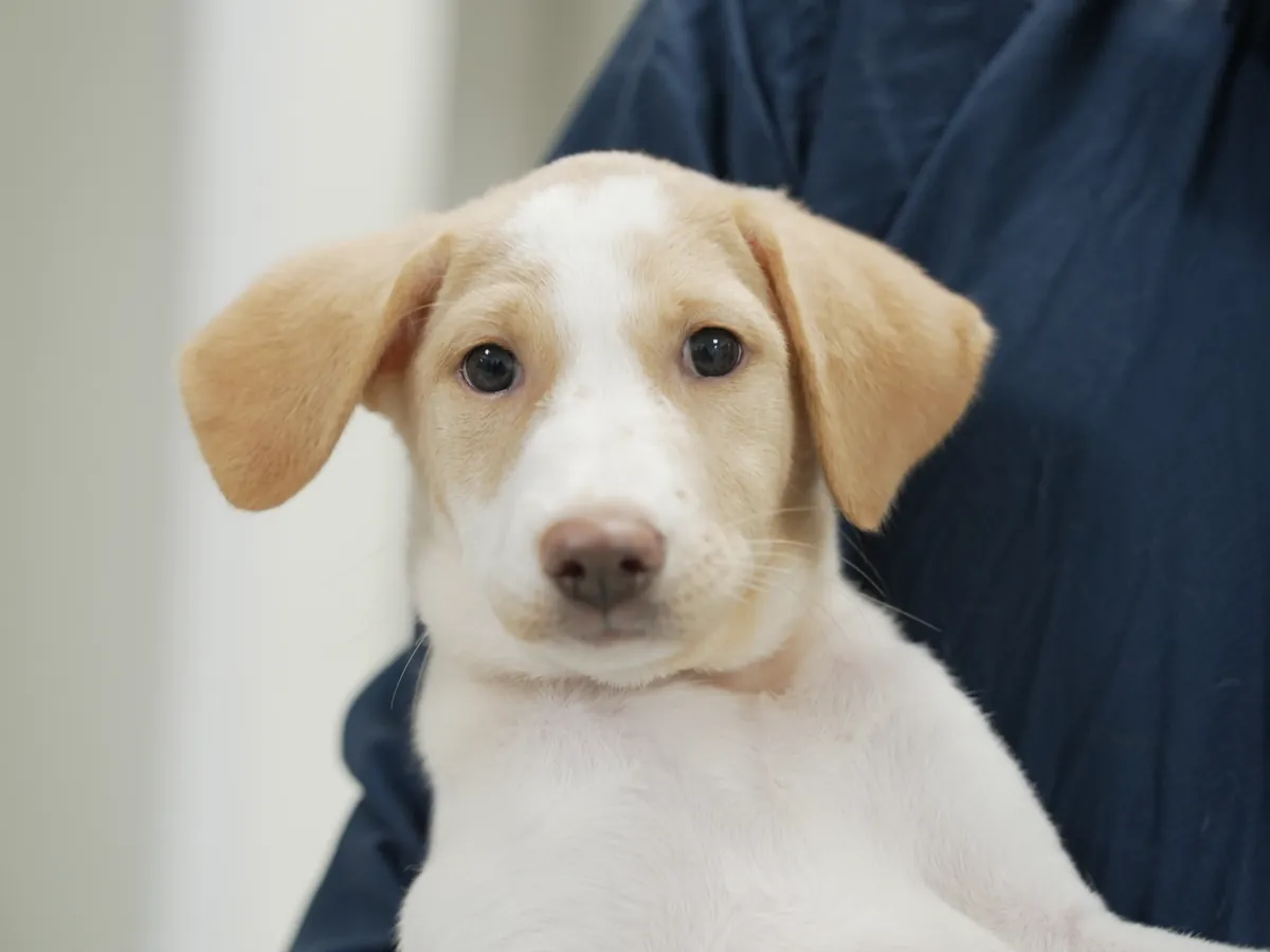 A young puppy sitting calmly on a vet’s lap during a wellness check